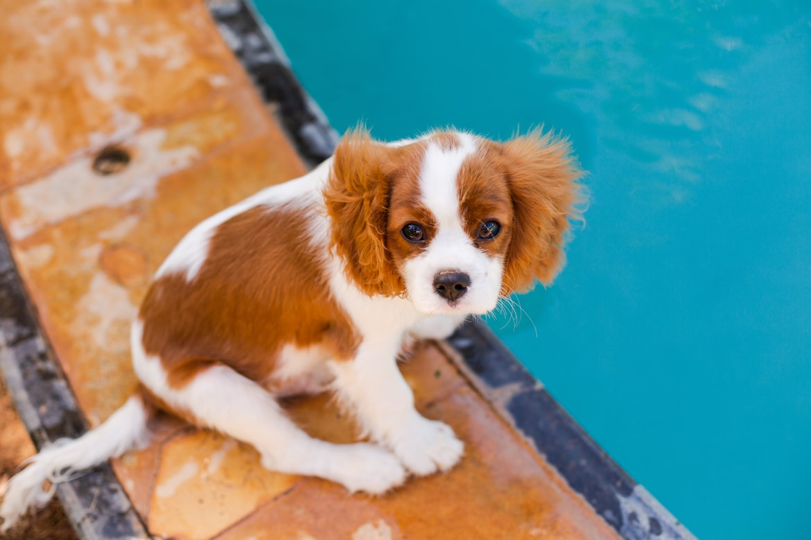 Perros bañándose en la Piscina - ¿Sí o No? // Cubriland